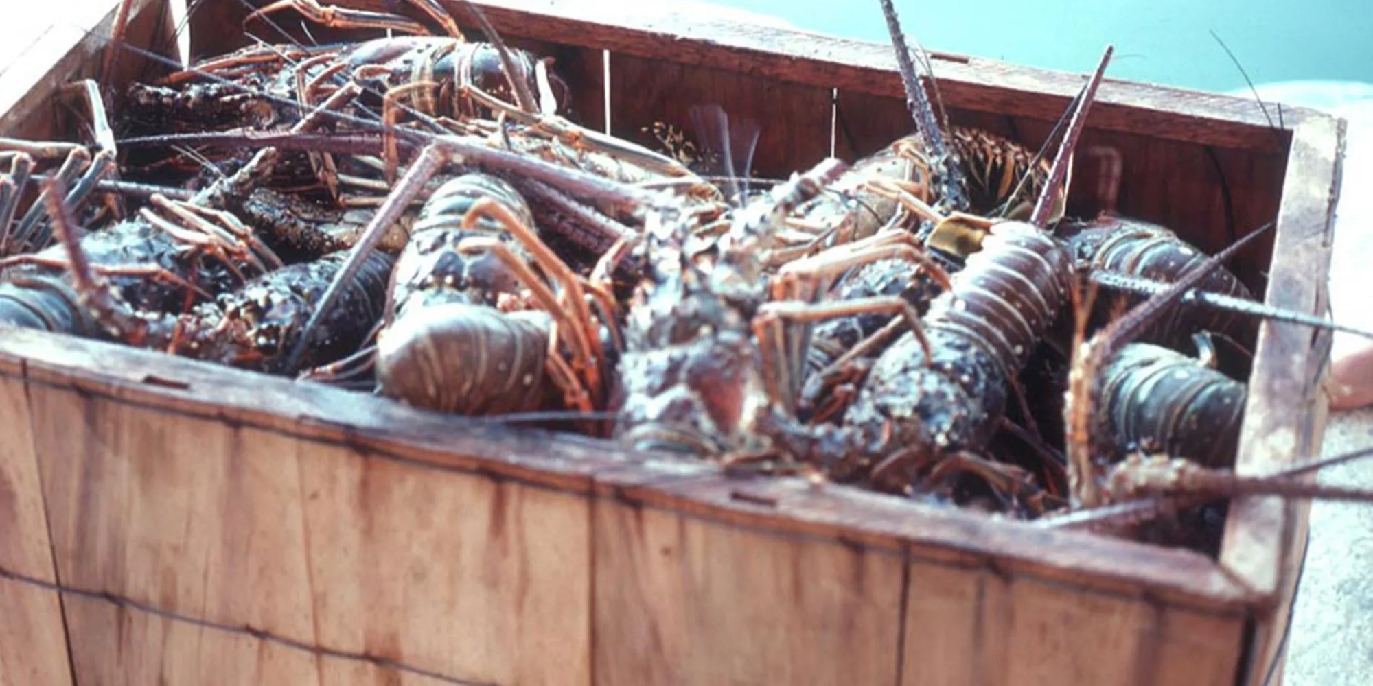 a lobster on a wooden surface